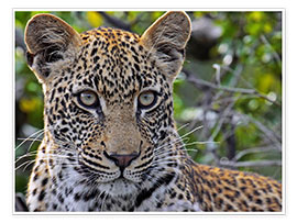Poster The leopard - Africa wildlife