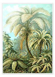Poster  Filicinae 92 - Ernst Haeckel