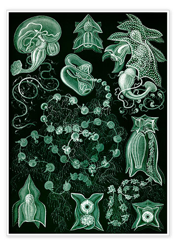 Poster medusas
