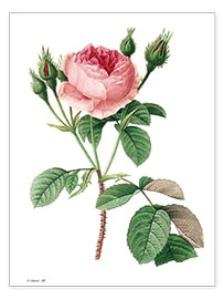 Poster Rosa muscosa