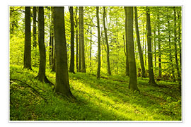 Poster Magical beech forest