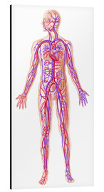 Aluminium print  Anatomy of human circulatory system. - Leonello Calvetti