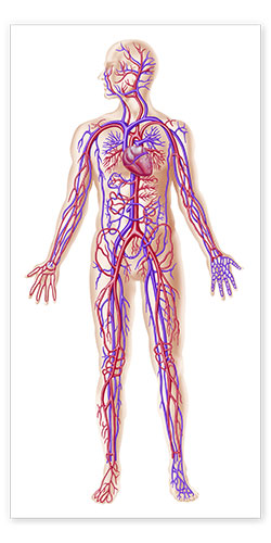 Poster Anatomy of human circulatory system.