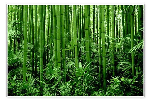 Poster bamboo forest
