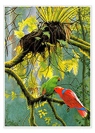 Poster Parrots