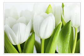 Poster White Tulips 04