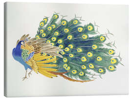 Canvas print  Peacock - Haruyo Morita