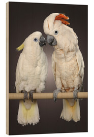 Wood print  Cockatoo love - Greg Cuddiford