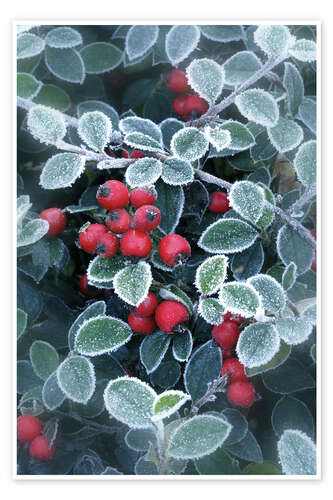 Poster Berries of Holly