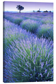 Canvas print  Lavender Field - Simon Kayne