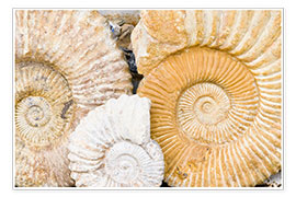 Poster Ammonite fossils