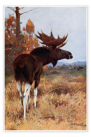 Poster Elk or Moose