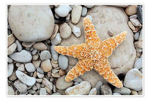 Poster Starfish on a beach