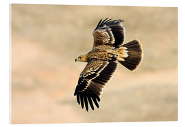 Acrylic print  Eastern imperial eagle in flight - M. Schaef