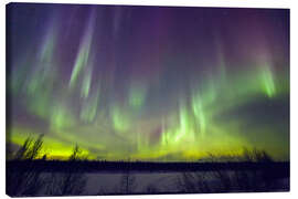 Canvas print  Aurora borealis, Finland - Juerg Alean