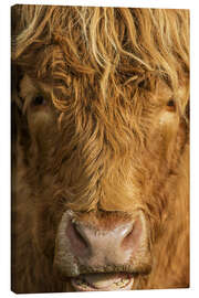 Canvas print  Highland cattle - Simon Booth