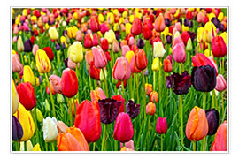 Poster tulips in spring