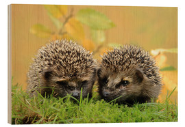 Wood print  two little hedgehog - Uwe Fuchs