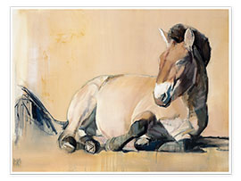 Poster laying Przewalski horse