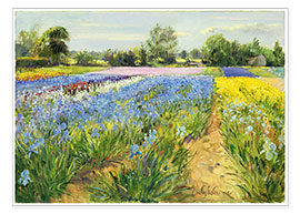 Poster  Flower field - Timothy Easton