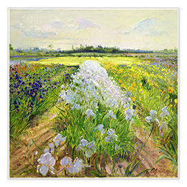 Poster flower field