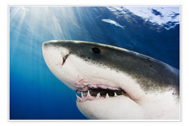 Poster White shark