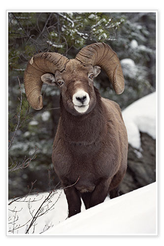 Poster Bighorn Sheep in Jasper National Park
