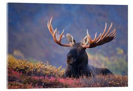Acrylic print  Bull Moose in Alaska - Milo Burcham