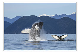 Poster Humpback Whale off Alaska