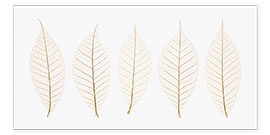 Poster  Row Of Leaves - Kelly Redinger