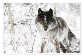Poster Wolf In The Snow