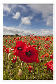Poster  Field of poppies - John Short