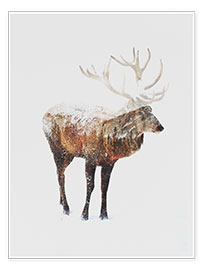 Poster  Arctic Deer - Andreas Lie