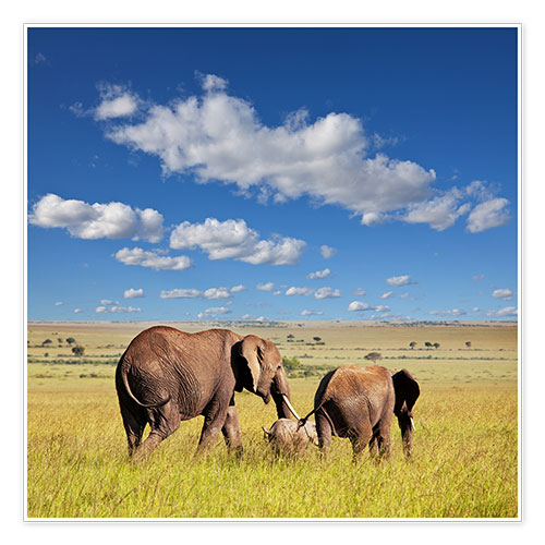 Poster elephant family