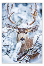 Poster Snowy stag