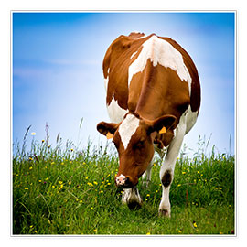 Poster Cow on pasture