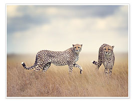 Poster Cheetahs on the hunt