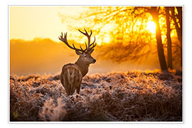 Poster Red Deer in Morning Sun