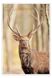 Poster Deer in autumn forest