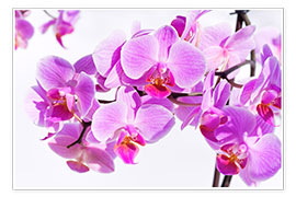 Poster Beautiful pink-magenta orchid