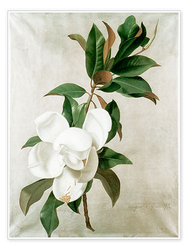 Poster magnolia