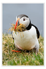 Poster Puffin