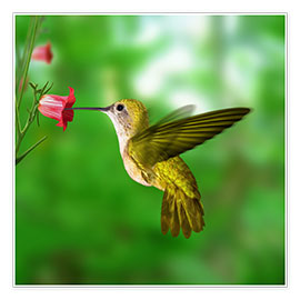 Poster  Hummingbird drinking nectar from flower