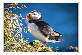 Poster Puffin on Iceland