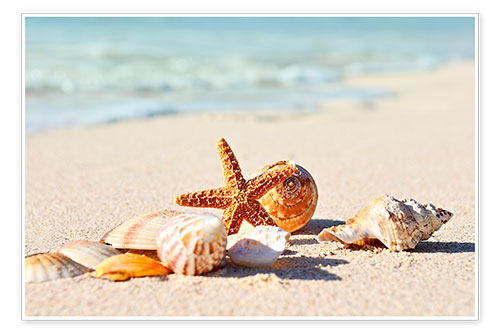 Poster Starfish and shells
