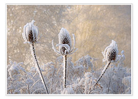 Poster Hoar frost on a teasel in wintertime