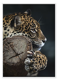 Poster Restful Leopard