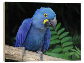 Wood print  Hyacinth macaw