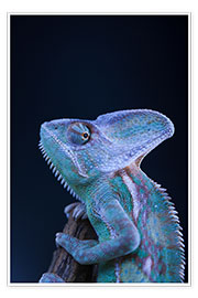 Poster blue chameleon