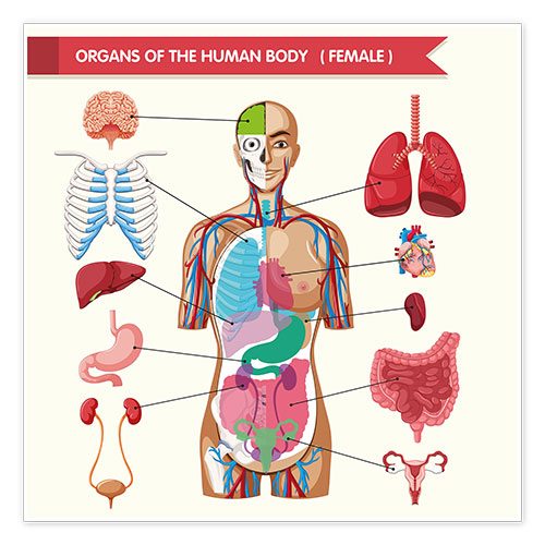 Organs of the female body Posters and Prints | Posterlounge.co.uk